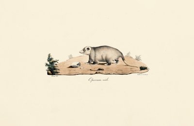 Gambá da Virgínia de Jacques Christophe Werner
