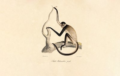 Macaco-aranha de barriga branca (Fêmea) de Jacques Christophe Werner