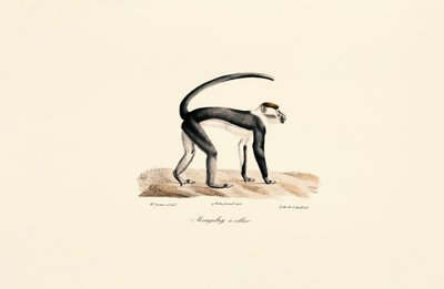 Mangabeu de colarinho branco (Cercocebus torquatus) de Jacques Christophe Werner