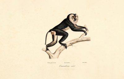 Mangabeu de colarinho branco (macho) de Jacques Christophe Werner