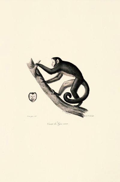 Macaco-aranha-de-testa-branca de Jacques Christophe Werner