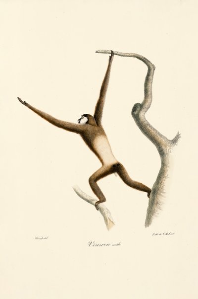 Gibão-de-mãos-brancas (Hylobates lar) de Jacques Christophe Werner