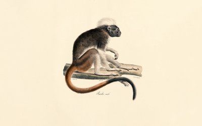 Macaco Colobus vermelho de cabeça branca de Jacques Christophe Werner