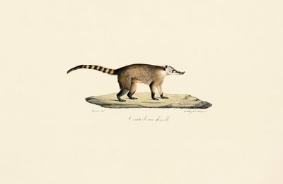 Coati de nariz branco (fêmea) de Jacques Christophe Werner