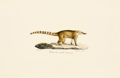 Coati de nariz branco (fêmea, variante mais clara) de Jacques Christophe Werner