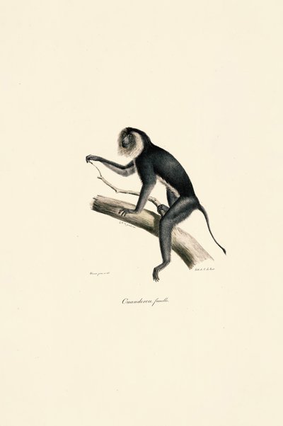 Saguim-de-cabeça-branca (fêmea) de Jacques Christophe Werner