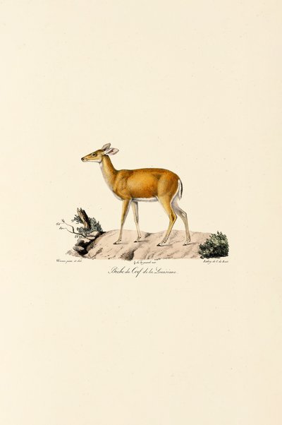 Veado de cauda branca Coelha de Jacques Christophe Werner