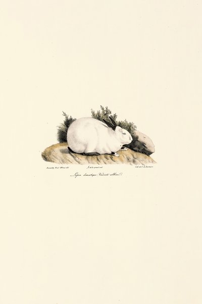 Coelho branco (Lepus domesticus) de Jacques Christophe Werner