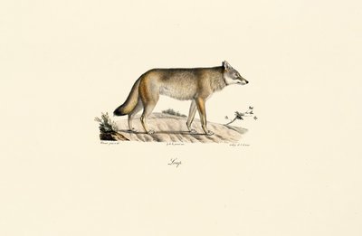 Lobo (Canis lupus) de Jacques Christophe Werner