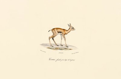 Jovem fêmea de pato-preto de Jacques Christophe Werner