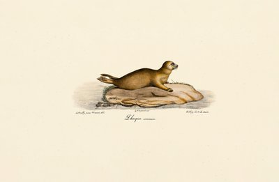 Jovem foca do porto de Jacques Christophe Werner