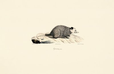 Jovem gambá de Jacques Christophe Werner