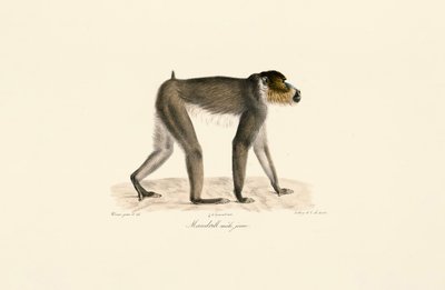 Mandril macho jovem de Jacques Christophe Werner