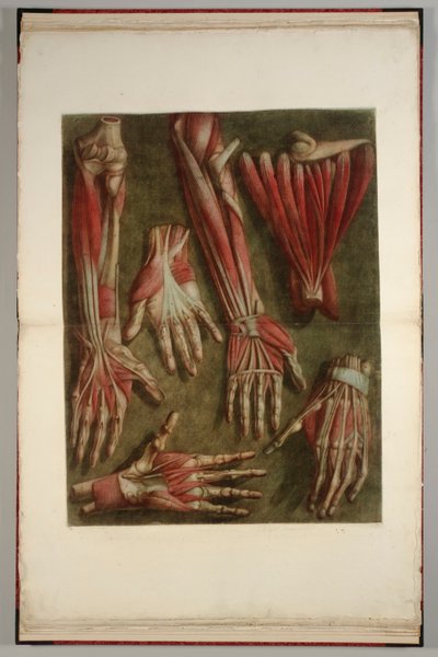 Um Grupo de Mãos Dissecadas, 1745-46 de Jacques-Fabien Gautier dAgoty