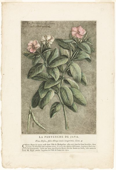 The Periwinkle of Java, from Collection of Usual, Curious, and Foreign Plants (A pervinca de Java, da coleção de plantas comuns, curiosas e estrangeiras) de Jacques Fabien Gautier d