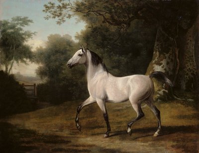 Um garanhão árabe cinza em uma paisagem arborizada de Jacques Laurent Agasse