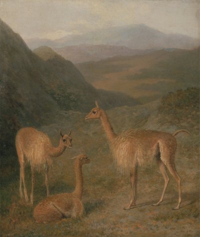 Vicunhas de Jacques Laurent Agasse