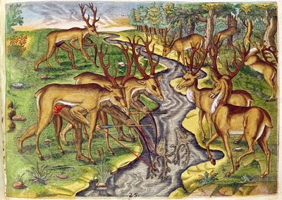 Caça ao Cervo, de &39;Brevis Narratio ...&39;, gravado por Theodore de Bry (1528-98) 1563 de Jacques Le Moyne