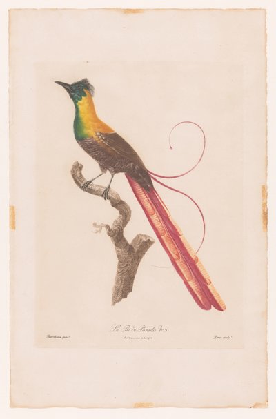 Ave do paraíso em um galho La Pie de Paradis No 5 (título no objeto) de Jacques Louis Perée