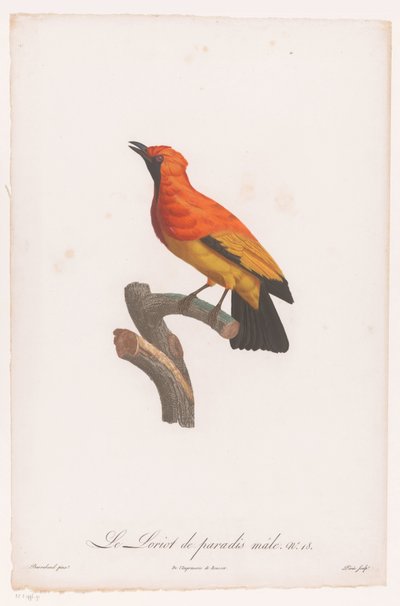 Bowerbird de cara preta em um galho Le Loriot de paradis male No 18 (título no objeto) de Jacques Louis Perée