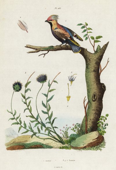 Bohemian waxwing e bocado de ovelha. de Jacques Reyne Isidore Acarie Baron