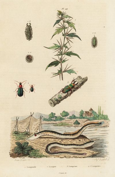 Lampreia e besouros do mar. de Jacques Reyne Isidore Acarie Baron