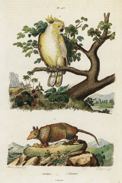 Cacatua de crista amarela e tatu. de Jacques Reyne Isidore Acarie Baron
