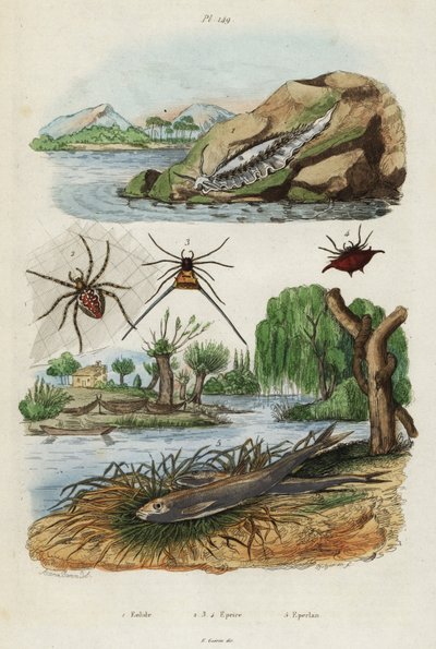 Lesma do mar, aranha de jardim e cheiro europeu, 1834-1839 (gravura) de Jacques Reyne Isidore Acarie Baron