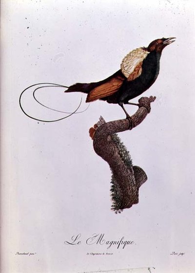Ave do Paraíso, gravada por Jacques Louis Peree (n.1769) (gravura a cores) de Jacques (after) Barraband