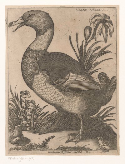 Eend
Anatra Saluatica (título sobre o objecto)
Negen vogels (título da série) de Jacques de Fornazeris