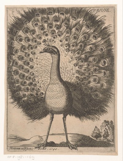 Pauw
Pavone (título sobre o objecto)
Negen vogels (título da série) de Jacques de Fornazeris