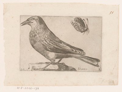 Estorninho (Sturnus vulgaris)
Storno (título sobre o objecto)
Pássaros (título da série) de Jacques de Fornazeris