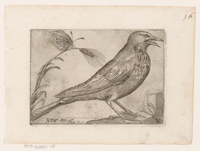 Estorninho (Sturnus vulgaris) Storno (título no objeto) Aves (título da série) de Jacques de Fornazeris