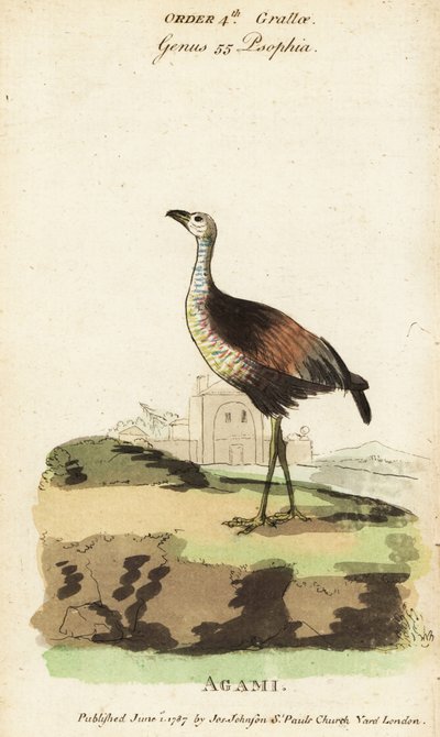 Agami heron, Agamia agami de Jacques de Seve