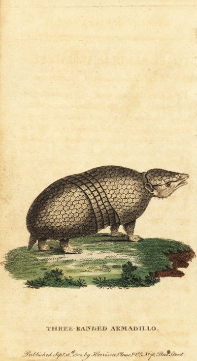 Tatu brasileiro de três bandas, Tolypeutes tricinctus,1800 (gravura) de Jacques de Seve