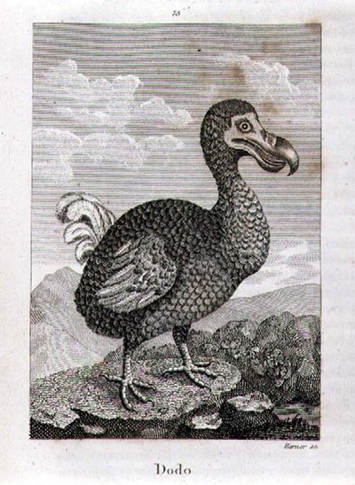 O Dodo, de 