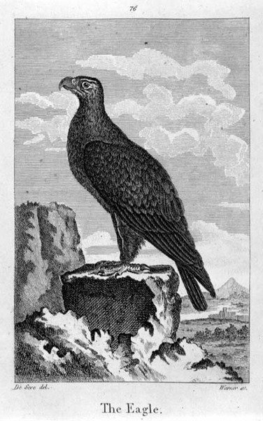 The Eagle, de 