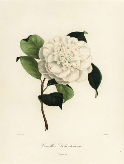 Variedade Camellia japonica, Camellia delicatissima de Jakob (after) Jung