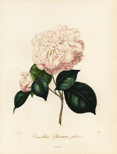 Variedade Camellia japonica, Camellia punctata plena de Jakob (after) Jung