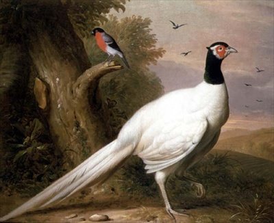 Um Faisão Branco numa Paisagem de Jakob Bogdani or Bogdany