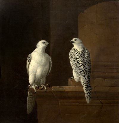 Dois, falcões islândia de Jakob Bogdani or Bogdany