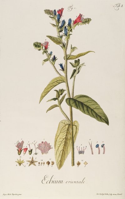 Echium: Orientale de "Icones Plantarum", c.1763 (gravura) de Jakob Christoph Keller