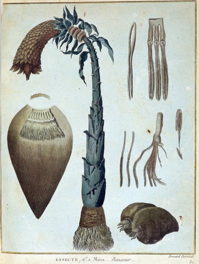 Banana - em "Journey to Nubia and Abyssinia undertaken to discover the sources of the Nile during the years 1768 to 1772", por James Bruce, vol. 1, Paris de James Bruce