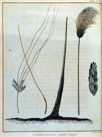 Cyperus papyrus, estirpe do Egito - em "Journey to Nubia and Abyssinia undertaken to discover the sources of the Nile during the years 1768 to 1772", por James Bruce, vol. 1, Paris de James Bruce