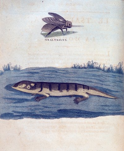 Fly and lezard - em "Journey in Nubia and Abyssinia undertaken to discover the sources of the Nile during the years 1768 to 1772", por James Bruce, Paris de James Bruce
