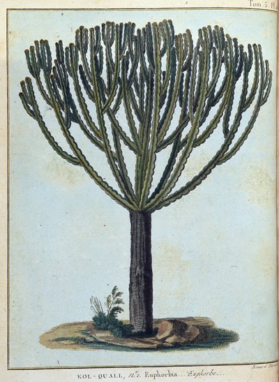 Kol-quall (Kol quall), euforia (cactus) - em "Journey to Nubia and Abyssinia undertaken to discover the sources of the Nile during the years 1768 to 1772", por James Bruce, vol. 1, Paris de James Bruce