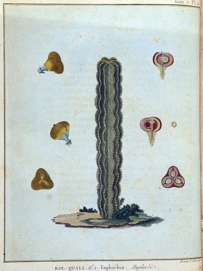 Kol-quall (Kol quall), euforia (cactus) - em "Journey to Nubia and Abyssinia undertaken to discover the sources of the Nile during the years 1768 to 1772", por James Bruce, vol. 1, Paris de James Bruce