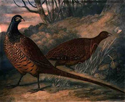 Faisões, placa 2 do British Feather Game, gravada por Charles Turner (1773-1857), pub. por R. Ackermann, c.1810 (gravação em mezzotint) de James (after) Barenger