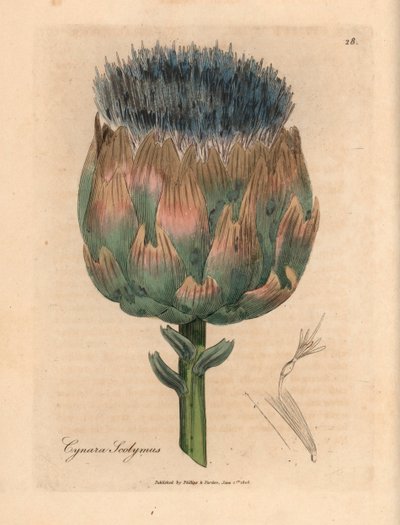 Alcachofra azul e roxa florida, Cynara scolymus, de uma ilustração botânica de James Sowerby de William Woodville e "Medical Botany" 1832 de Sir William Jackson Hooker (gravura em chapa de cobre colorida à mão) de James (after) Sowerby