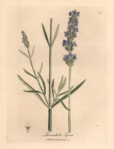 Lavanda florida azul, Lavandula spica, de uma ilustração botânica de James Sowerby de William Woodville e "Medical Botany" de Sir William Jackson Hooker 1832 (gravura em cobre colorida à mão) de James (after) Sowerby